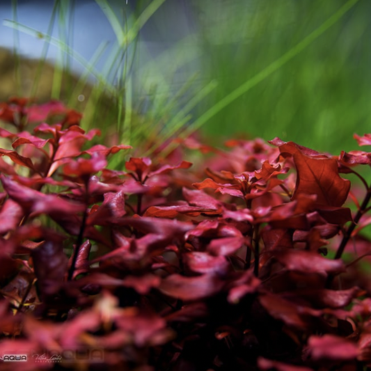 Ludwigia Palustris (super red mini)