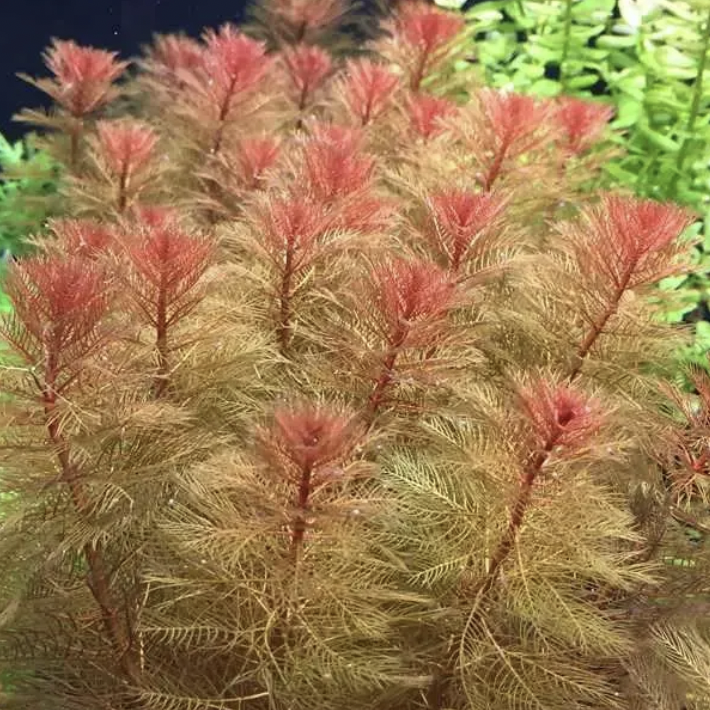 Myriophyllum Rorami (Bronze Milfoil)