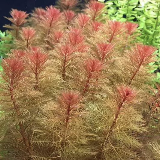 Myriophyllum Rorami (Bronze Milfoil)