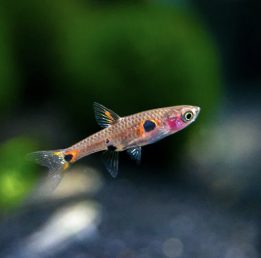 Rasbora - Maculata (Boraras maculatus)