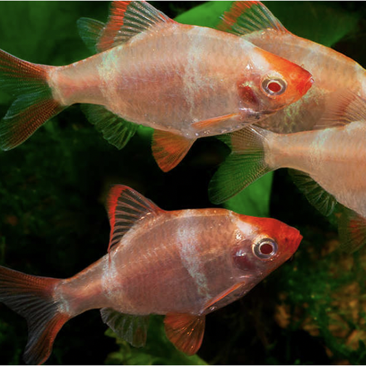 Barb - Albino Tiger  (Puntius tetrazona)