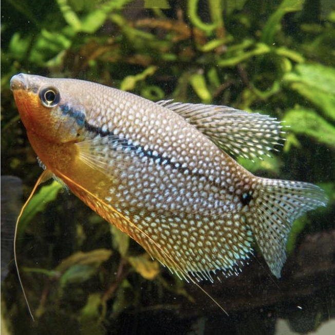 Gourami - Pearl (Trichopodus leerii)