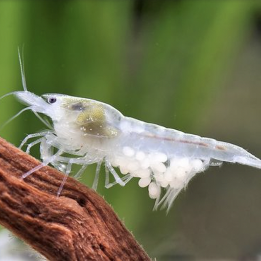 Snowball Cherry Shrimp (Neocaridina palmata)