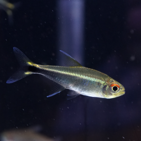 Tetra - Rio Metae Purple Tetra, Wild (Hyphessobrycon metae)