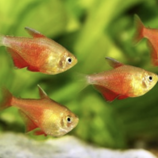 Tetra - Golden Flame (Hyphessobrycon flammeus)