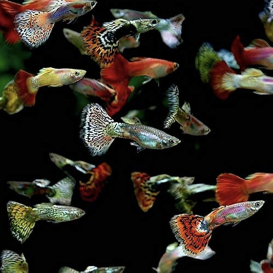 Guppy - Assorted