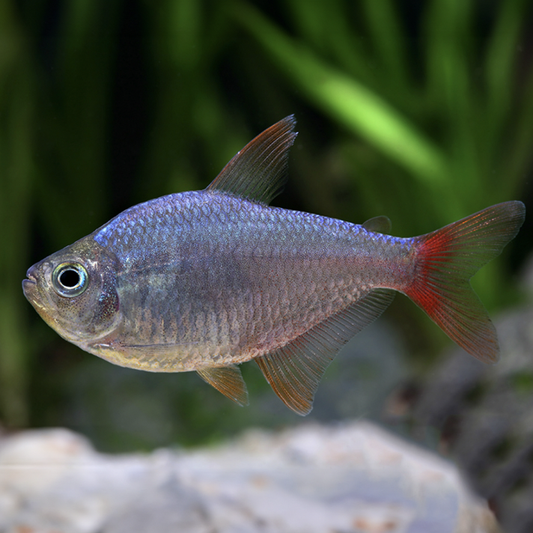 Tetra - Red Blue Columbian