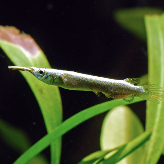 Garfish - Golden Wrestling Halfbeak (Dermogenys pusilla)