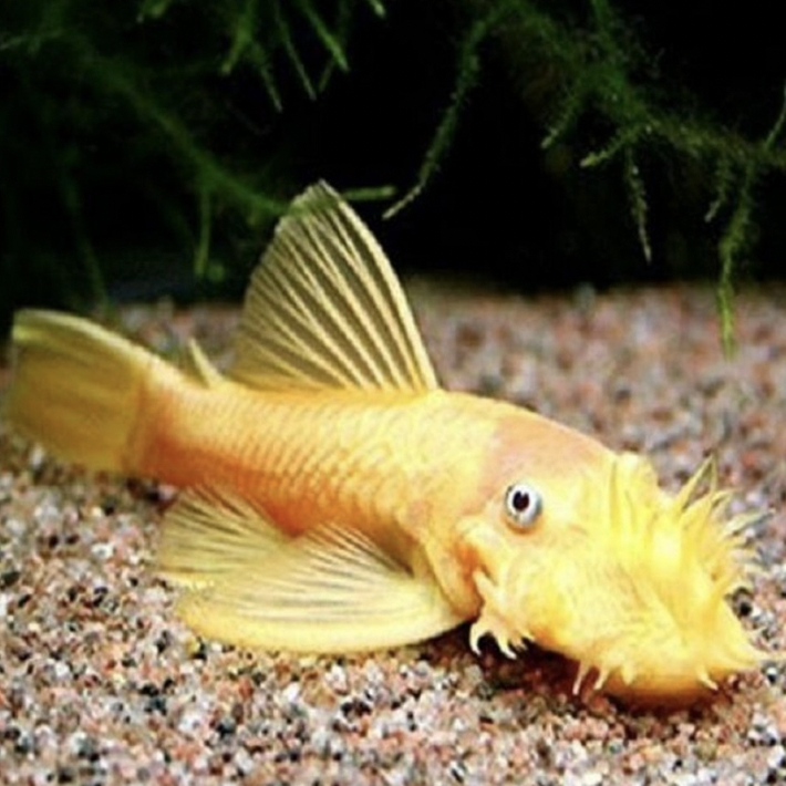 Catfish - Lemon Blue Eye (Ancistrus sp. L144)