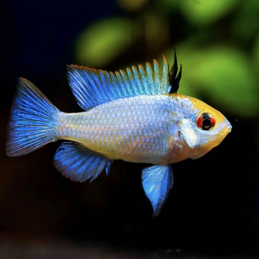 Cichlid - Electric Blue Ram (Mikrogeophagus ramirezi)