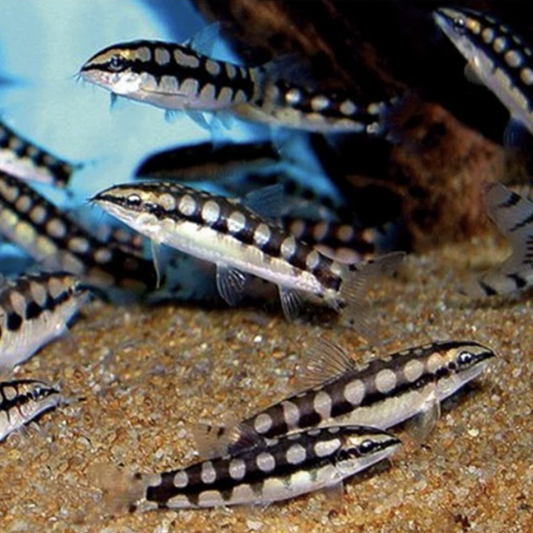 Loach - Dwarf Chain (Ambastaia sidthimunki)