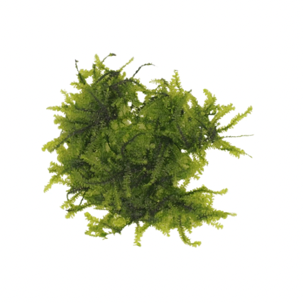 Weeping Moss