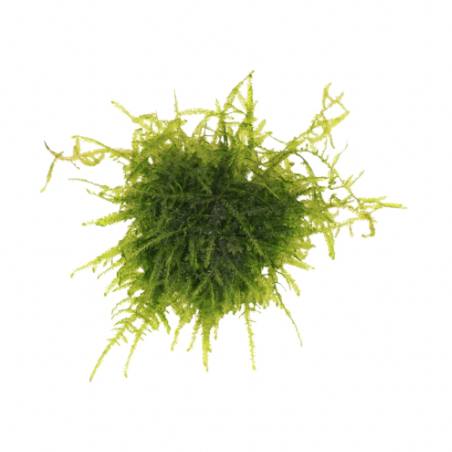 Peacock Moss