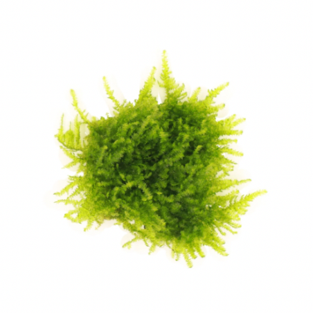Mini Christmas Moss