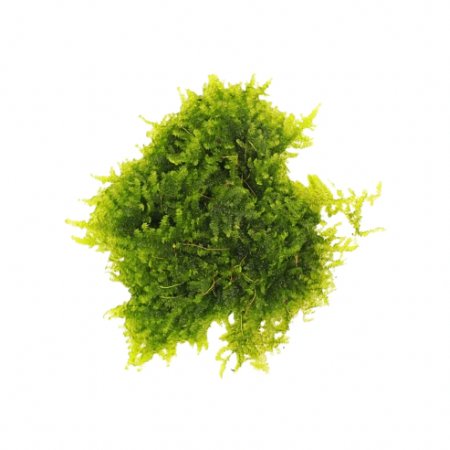 Christmas Moss
