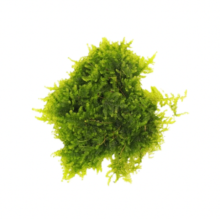 Cameroon Moss