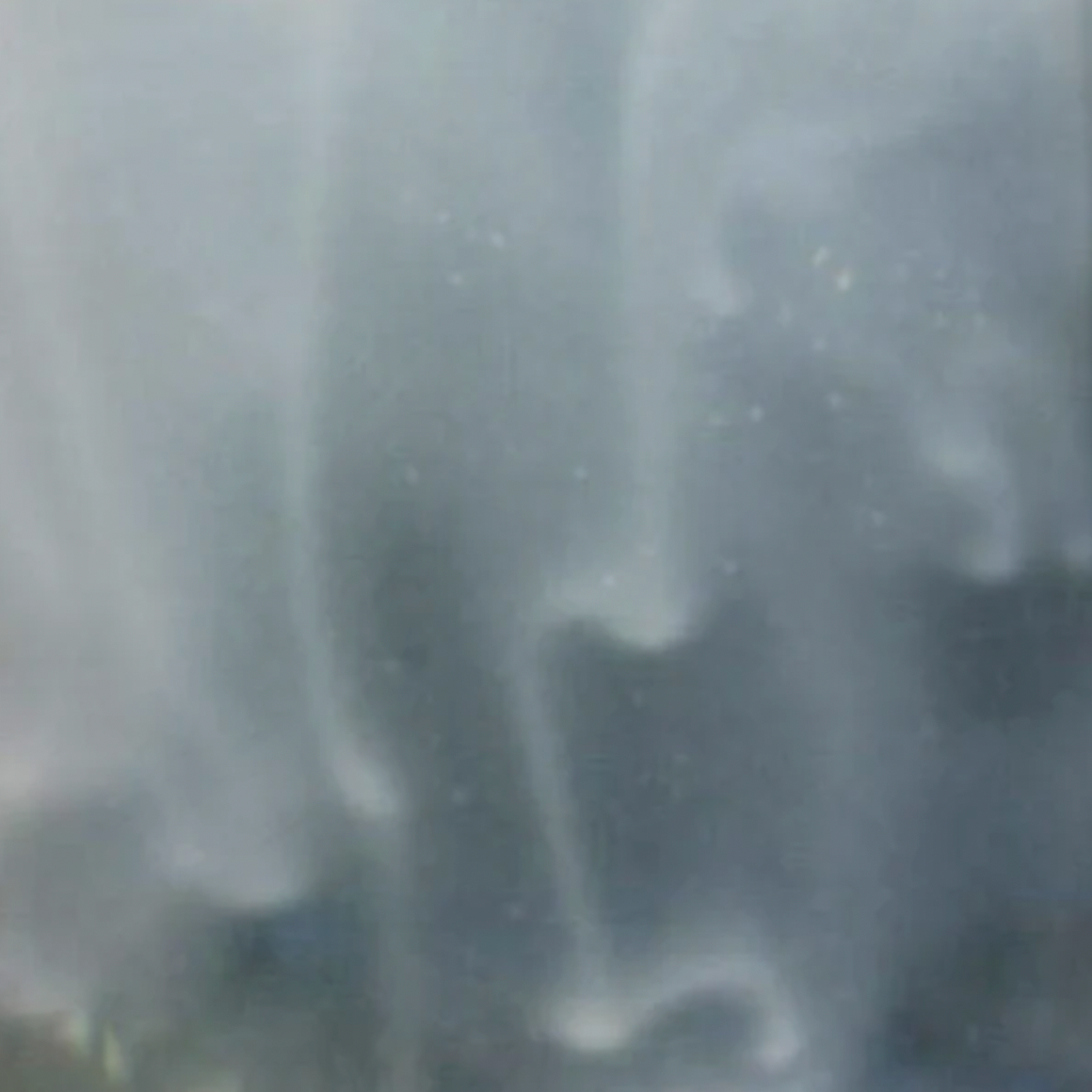 Paramecium caudatum (live culture)