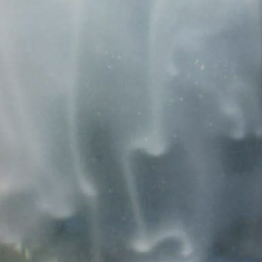 Paramecium caudatum (live culture)