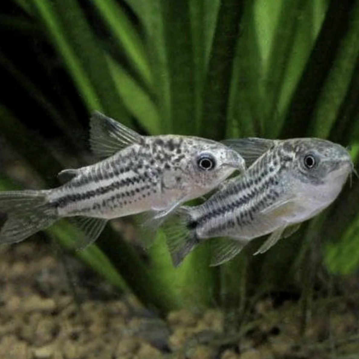 Corydoras - Nanus Cory (Corydoras nanus)