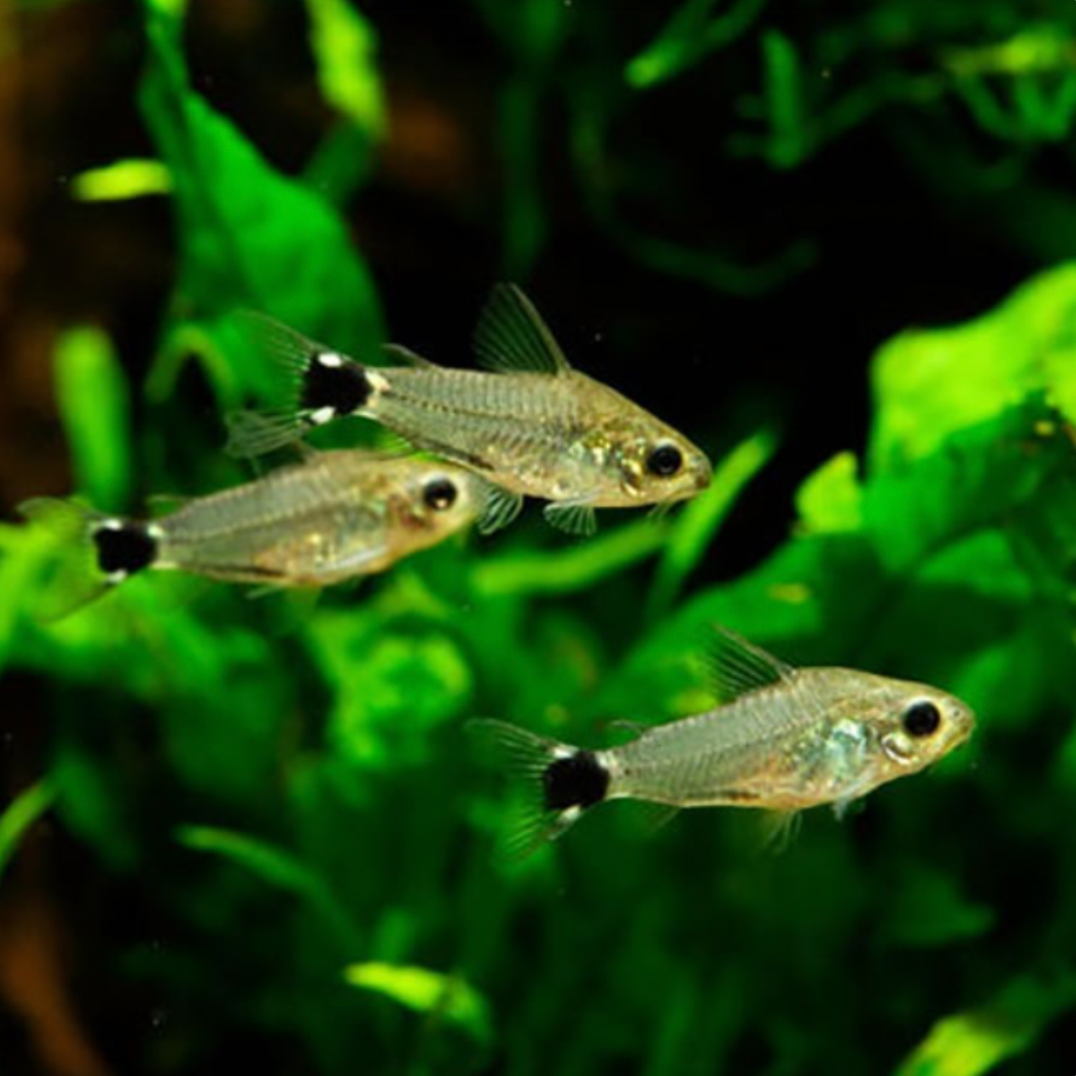 Corydoras - Hastatus (Corydoras hastatus)