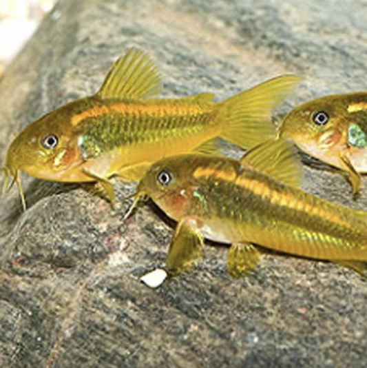 Corydoras - Gold Laser CW010 (Corydoras aeneus)