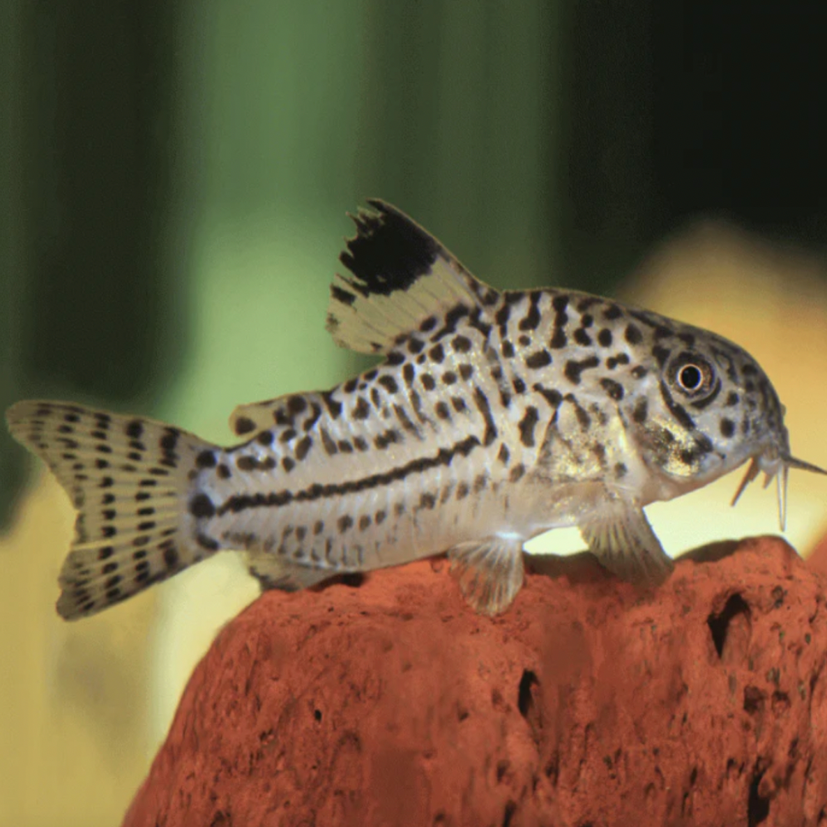 Corydoras - False Julii (Hoplisoma trilineatum)