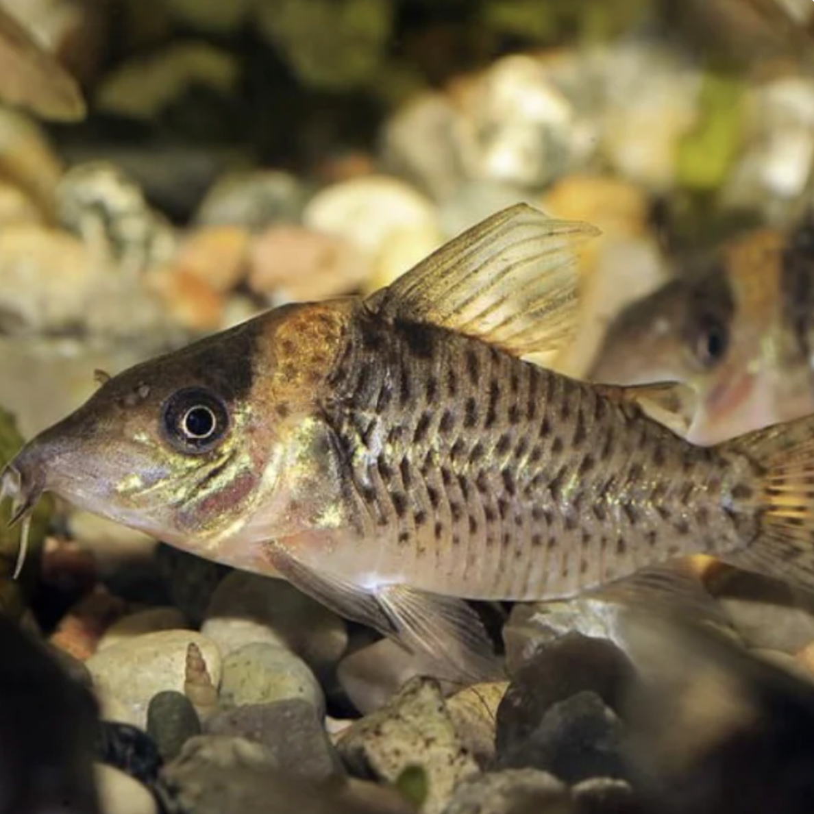Corydoras - Delphax (Brochis delphax)