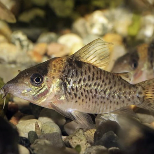 Corydoras - Delphax (Brochis delphax)
