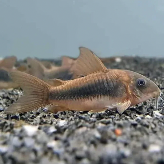 Corydoras - Bronze (Corydoras aeneus)