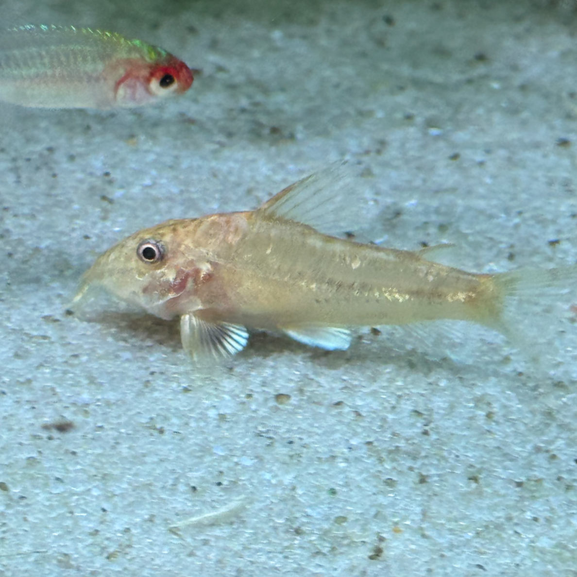 Corydoras - Barbatus 'Golden' (Scleromystax barbatus)