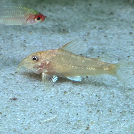 Corydoras - Barbatus 'Golden' (Scleromystax barbatus)