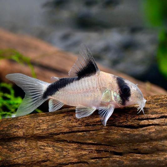 Corydoras - Bandit (Hoplisoma metae)