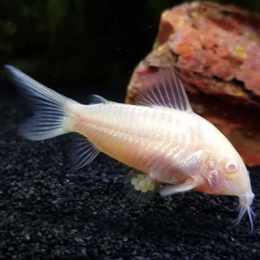 Corydoras - Albino (Corydoras aeneus)