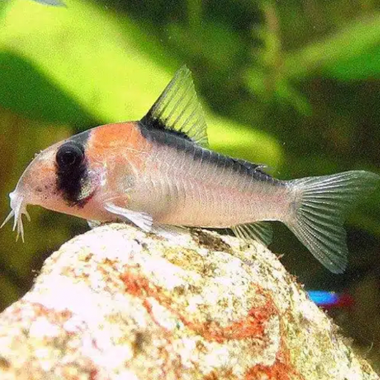 Corydoras - Adolfoi (Hoplisoma adolfoi)