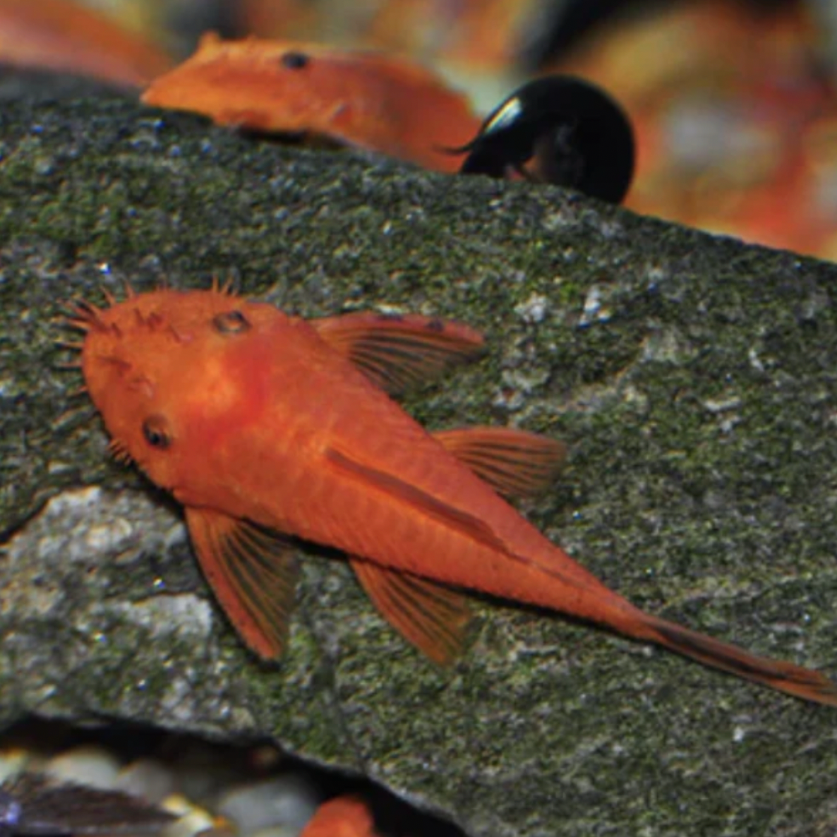 Catfish - Super Red Bristlenose (Ancistrus sp)