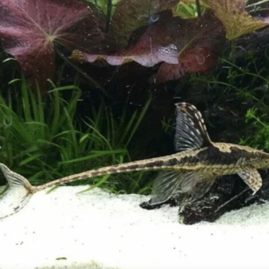 Catfish - Royal Whiptail (Sturisoma panamense)