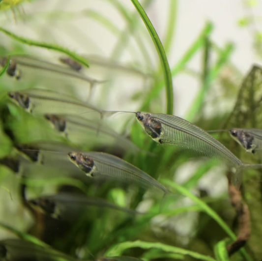 Catfish - Phantom Glass (Kryptopterus vitreolus)