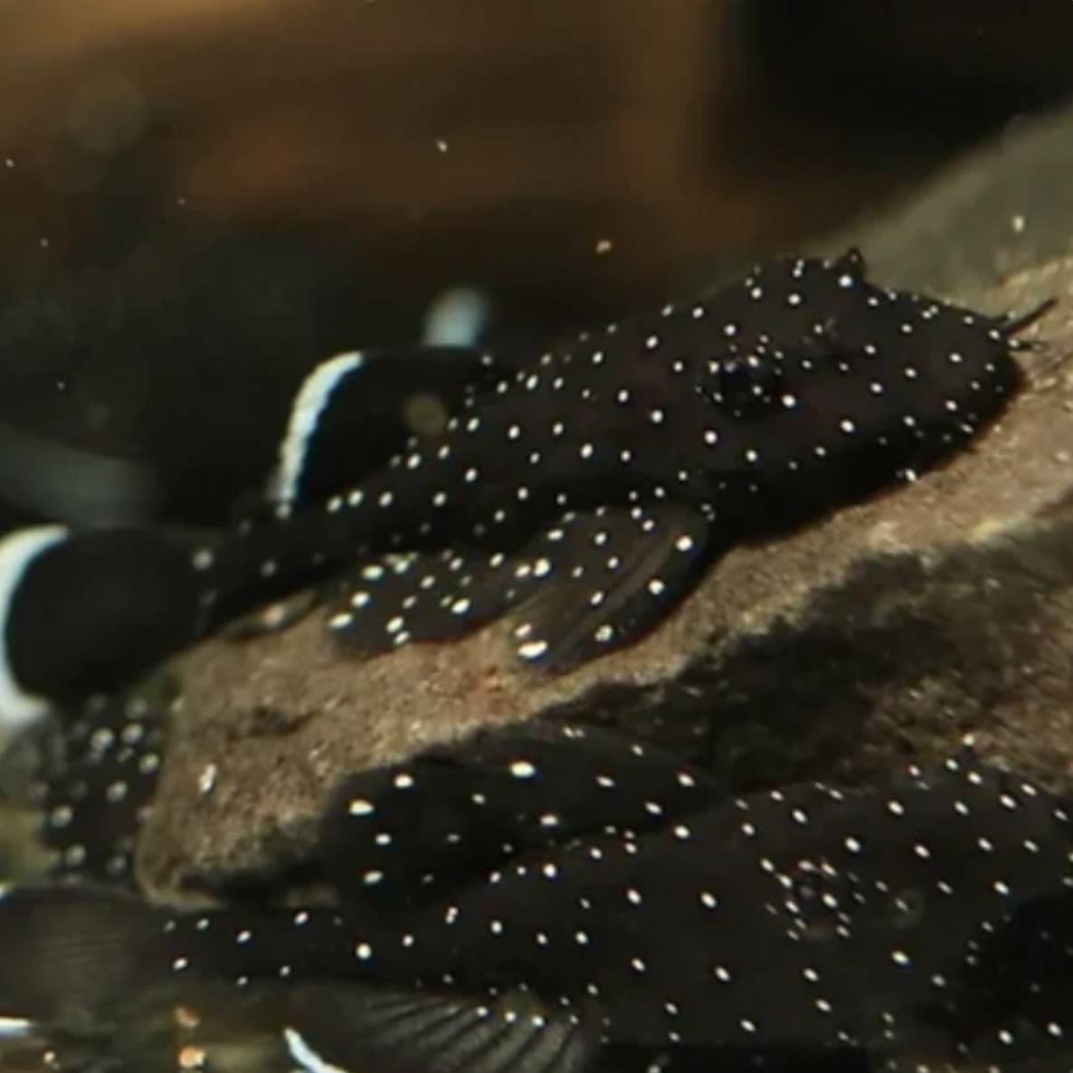 Catfish - Peppermint Bristlenose (Ancistrus dolichopterus)