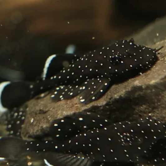 Catfish - Peppermint Bristlenose (Ancistrus dolichopterus)