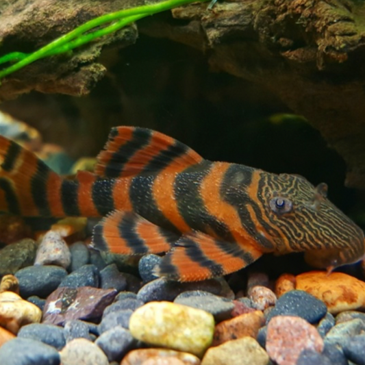Catfish - Alenquer Tiger Pleco 4cm (Panaqolus sp. L397)