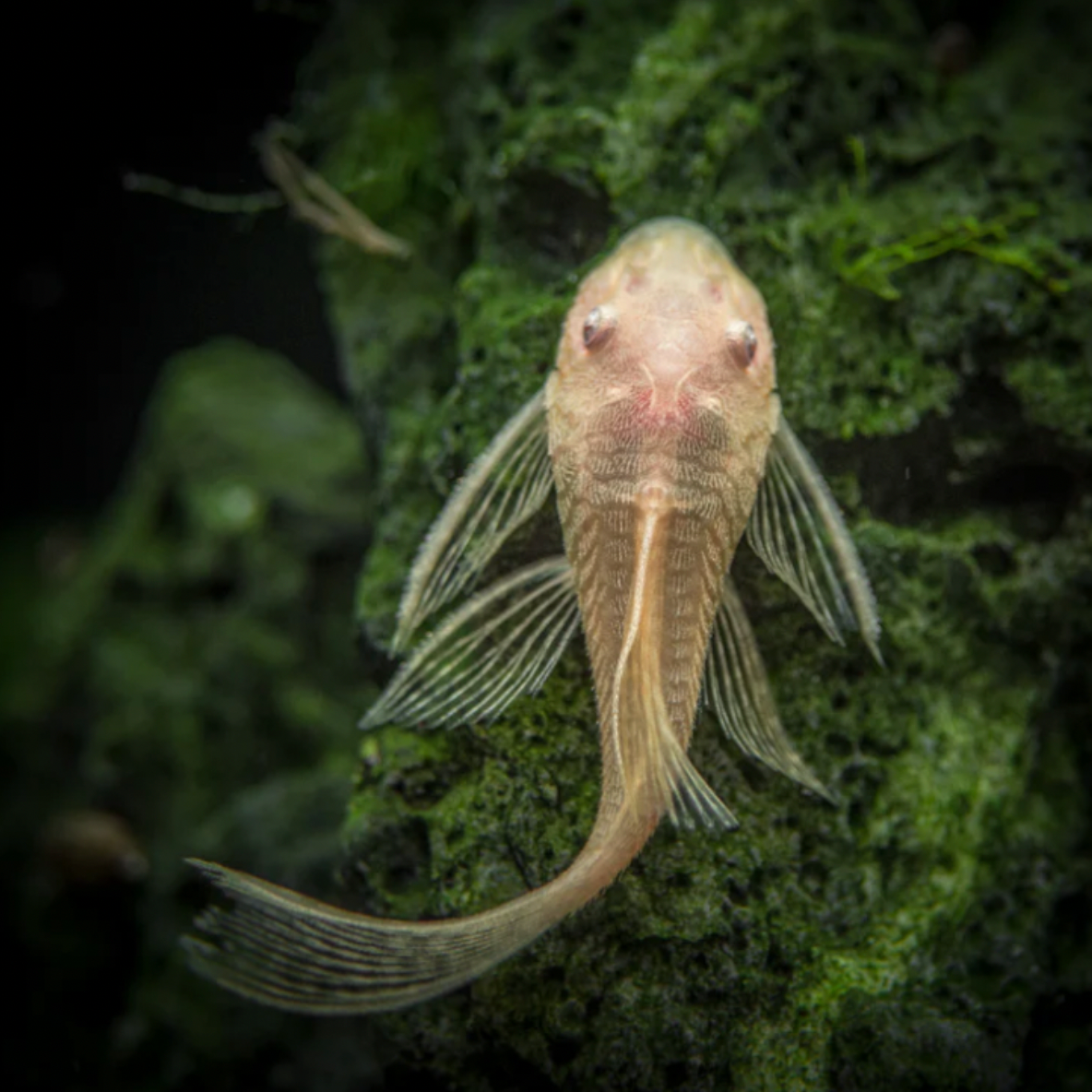 Catfish - Albino Longfin Bristlenose (Ancistrus sp)