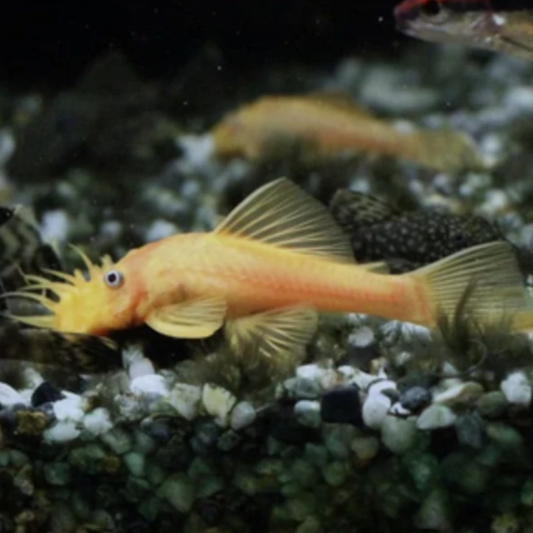 Catfish - Albino Common Bristlenose (Ancistrus sp)