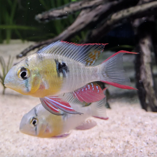 Ram - Bolivian Butterfly (Mikrogeophagus altispinosus)