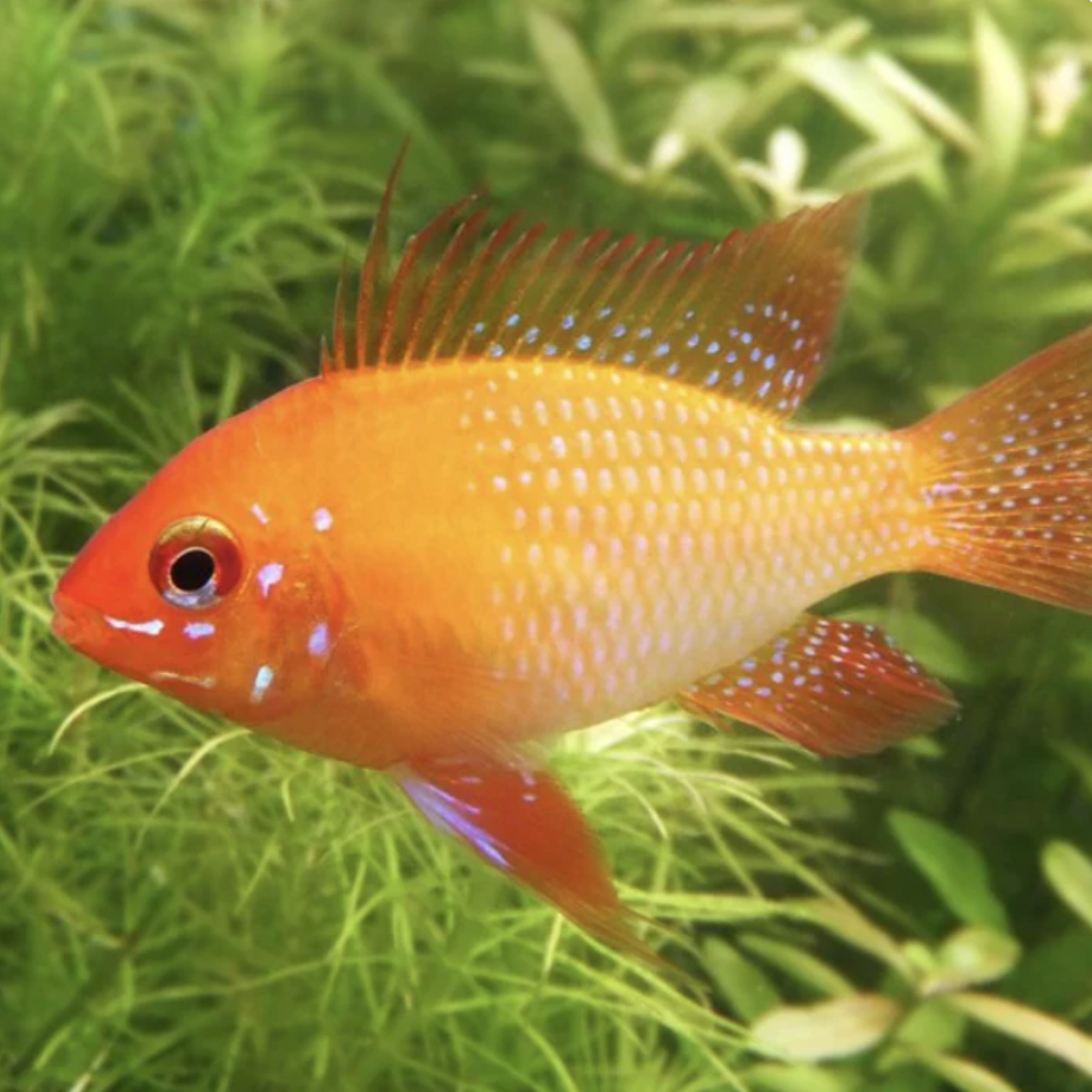 Cichlid - Gold Ram (Mikrogeophagus ramirezi)