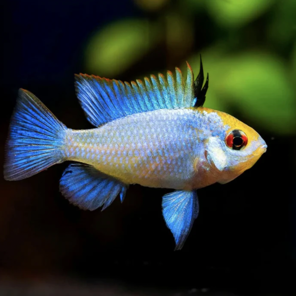 Cichlid - Electric Blue Ram (Mikrogeophagus ramirezi)