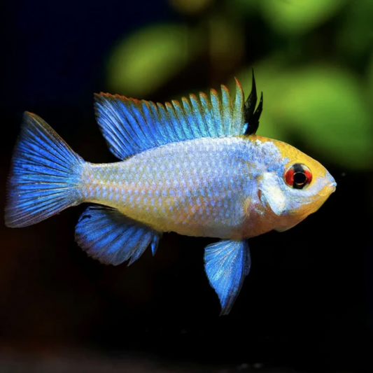 Cichlid - Electric Blue Ram (Mikrogeophagus ramirezi)