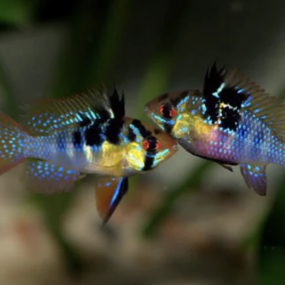 Cichlid - Blue Ram (Mikrogeophagus ramirezi)