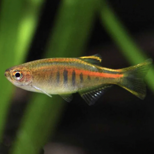 Danio - Choprae (Celestichthys choprae)