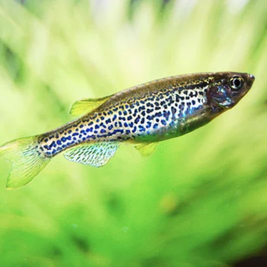 Danio - Leopard (Danio rerio)