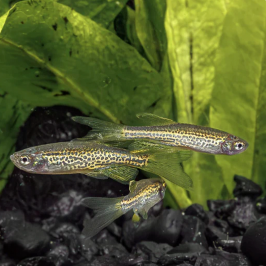 Danio - Longfin Leopard (Danio rerio)